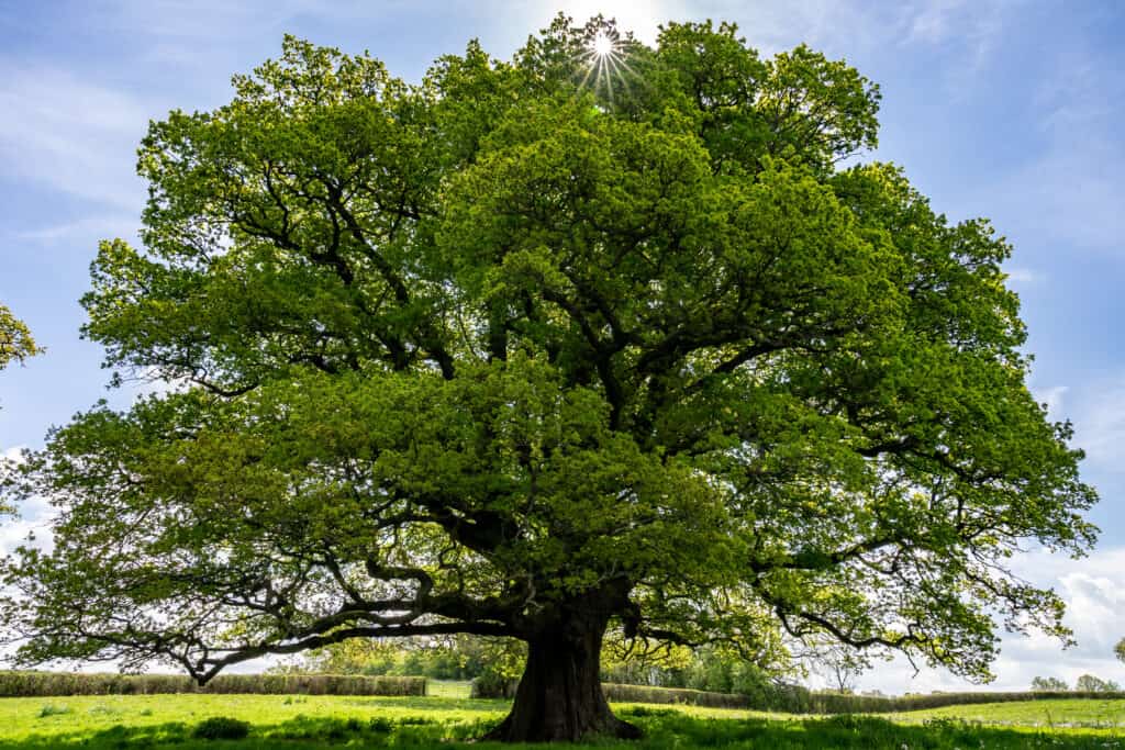 10 Best Oak Trees For Firewood Ranked Tree Journey