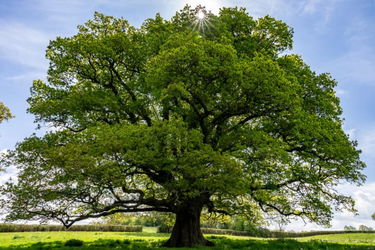 10 Best Oak Trees For Firewood Ranked Tree Journey