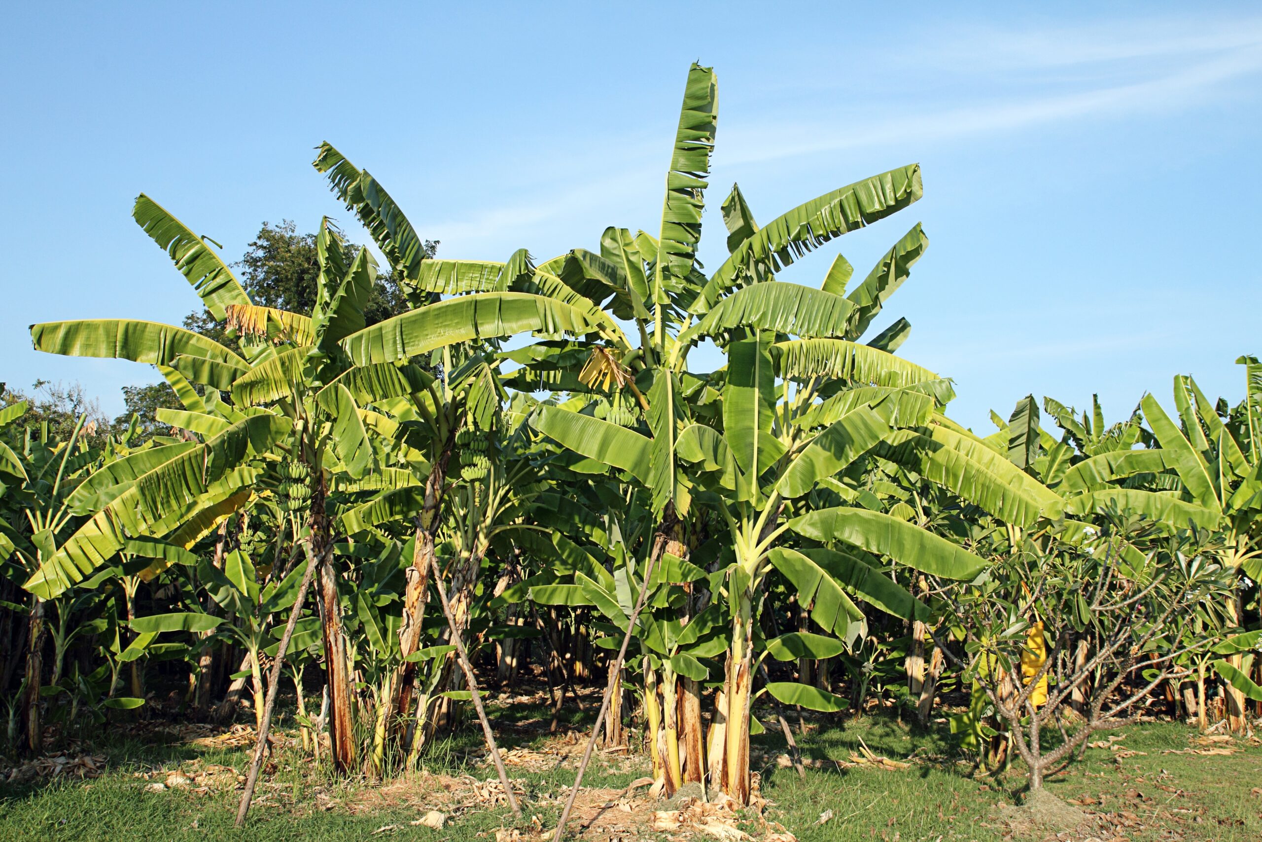 Banana Tree Timeline How Long Does It Take Bananas To Grow? Tree Journey