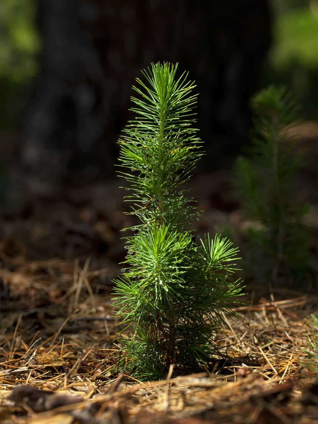 Full Pine Tree Timeline (How Long They Take To Grow) Tree Journey