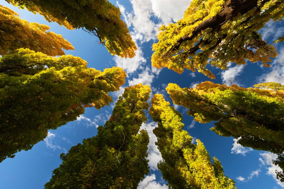 Why Poplar Trees Are Invasive (What To Do If You Have One) Tree Journey