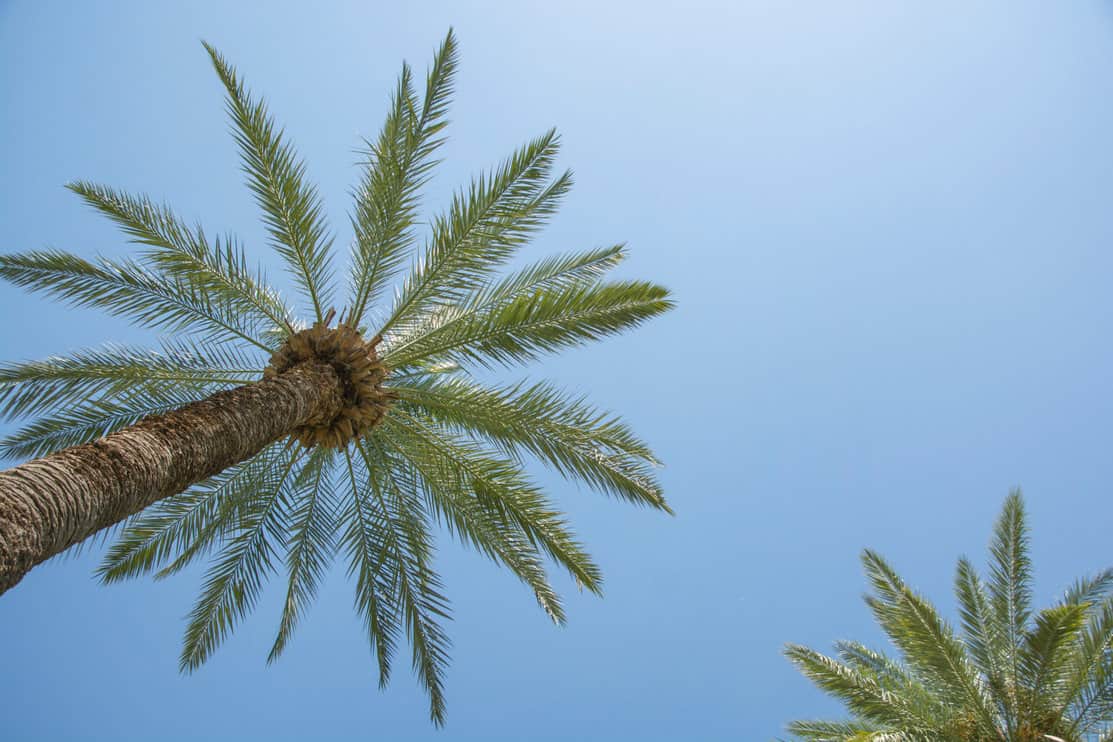 8 Reasons To Cut Down Your Palm Tree (And When To Do It) Tree Journey