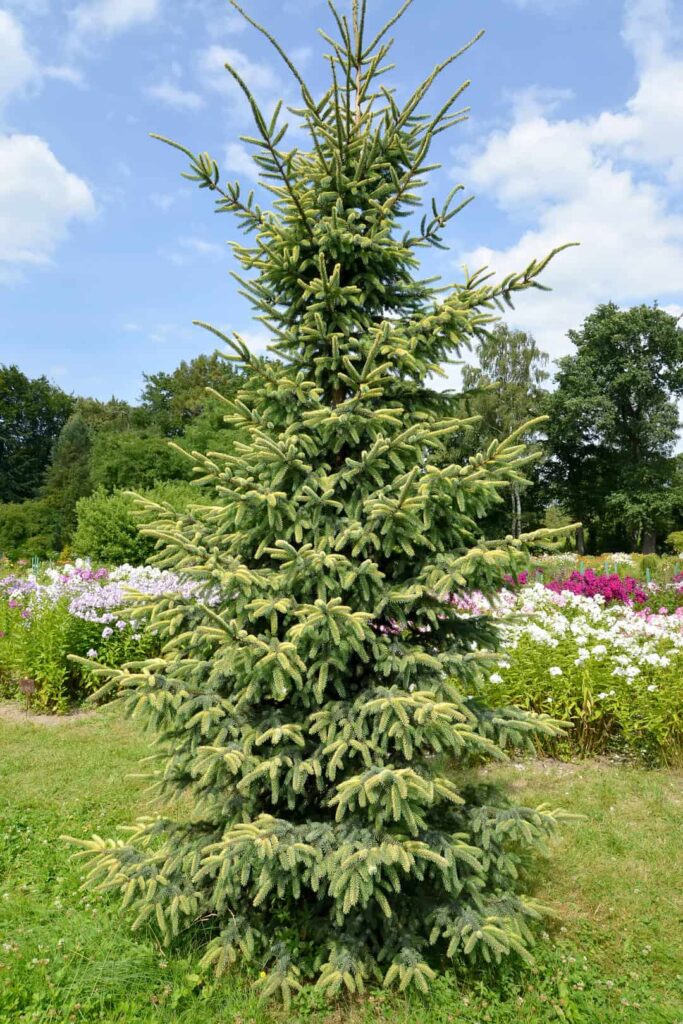 10 Best Spruce Trees To Plant (Pros And Cons Of Major Types) Tree Journey