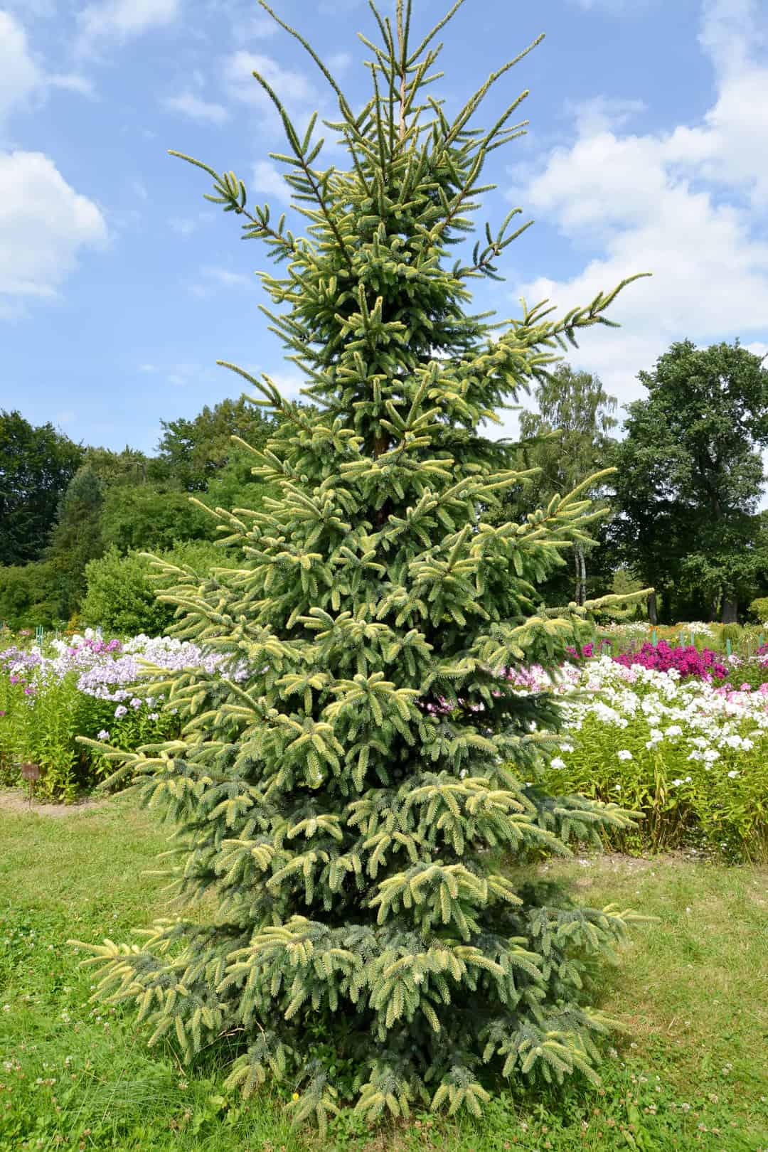 10 Best Spruce Trees To Plant (Pros And Cons Of Major Types) Tree Journey