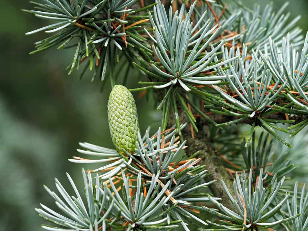 Are Cedar Trees Safe For Dogs