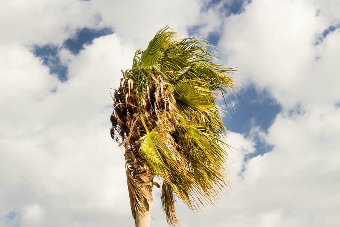 8 Reasons To Cut Down Your Palm Tree (And When To Do It) Tree Journey