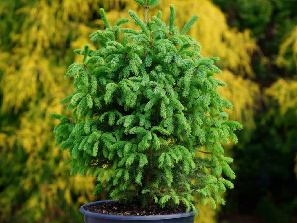 10 Best Spruce Trees To Plant (Pros And Cons Of Major Types) Tree Journey