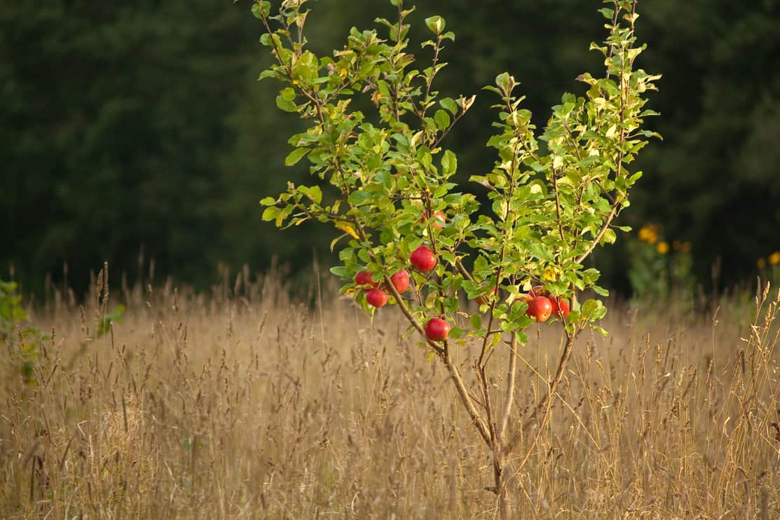 How To Grow Apples In Your Yard (And How Long They Take) Tree Journey