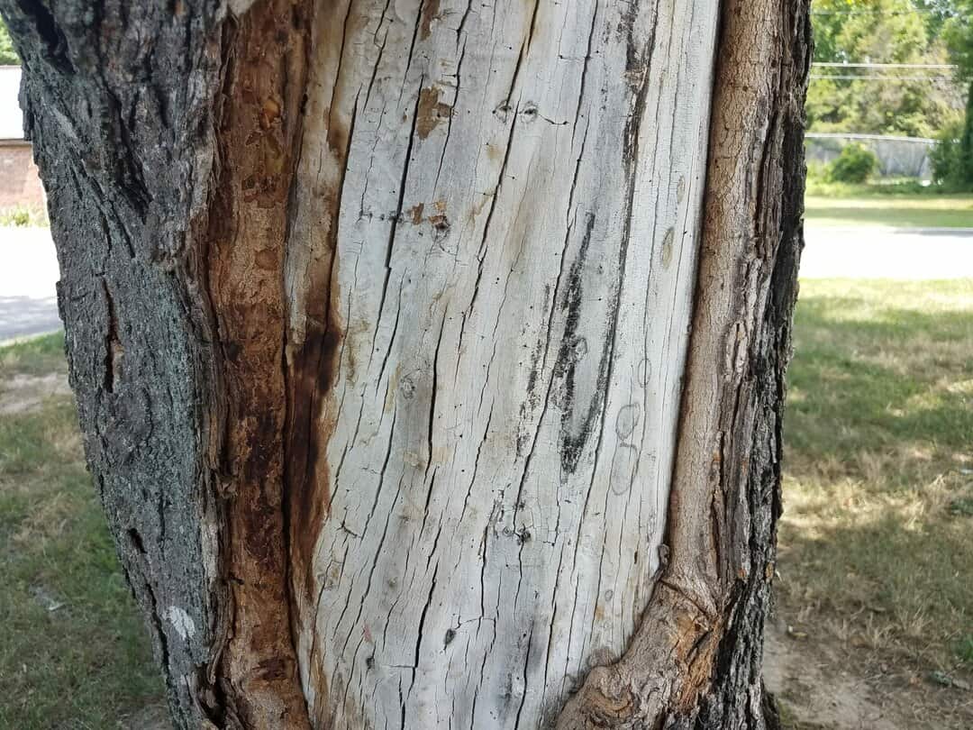 7 Reasons Why A Tree Can (Or Can't) Survive Without Its Bark Tree Journey