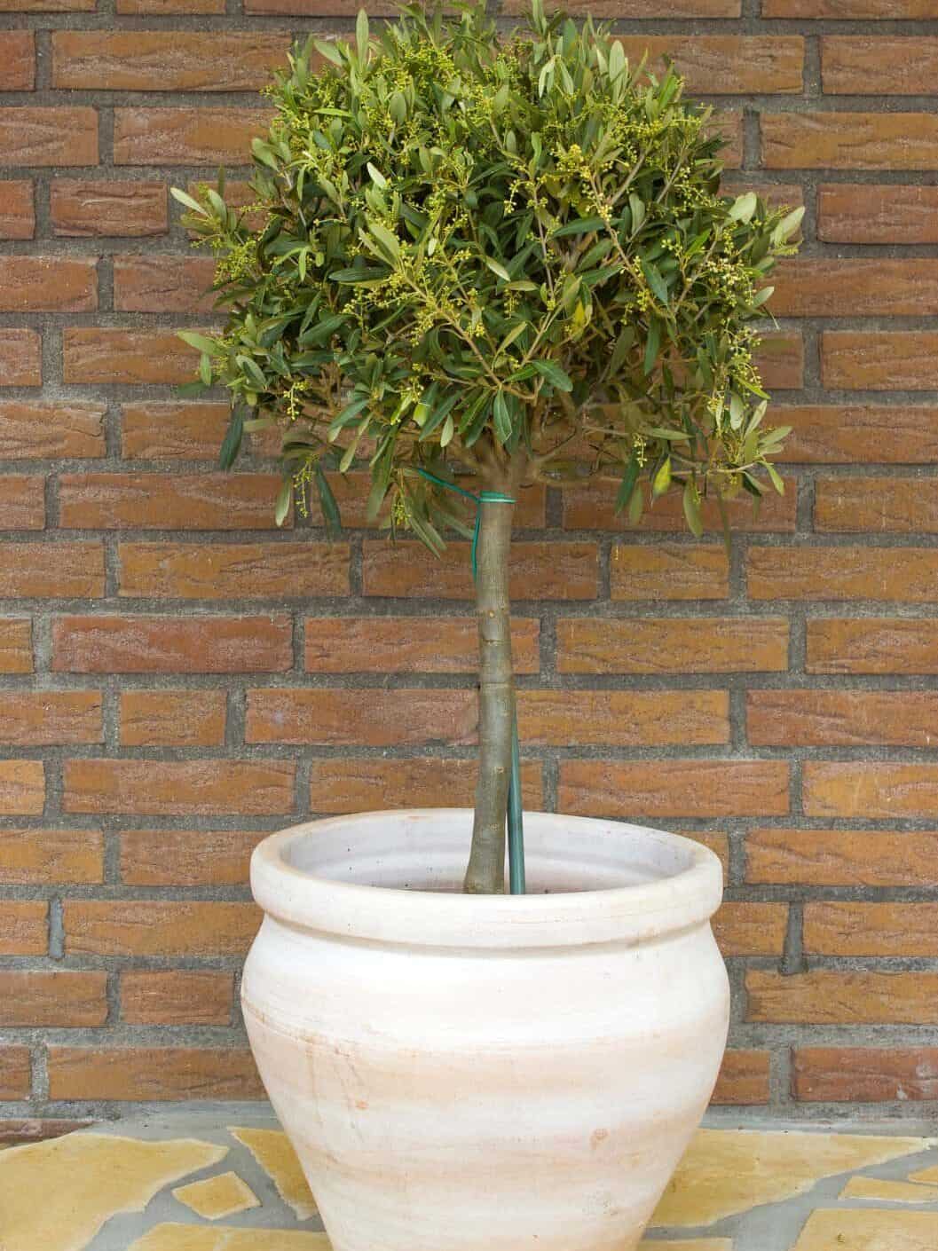 5 Reasons To Prune Olive Trees In Pots (And How To Do It) Tree Journey