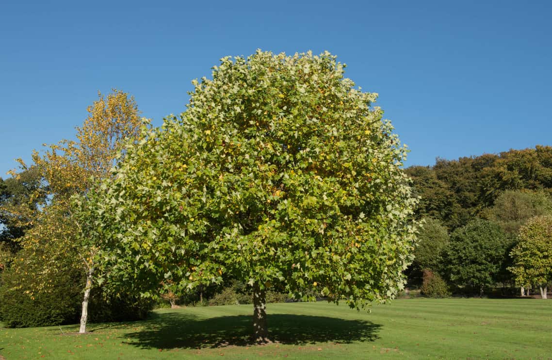 10 Reasons To Cut Down Your Tulip Tree (And When To Do It) Tree Journey
