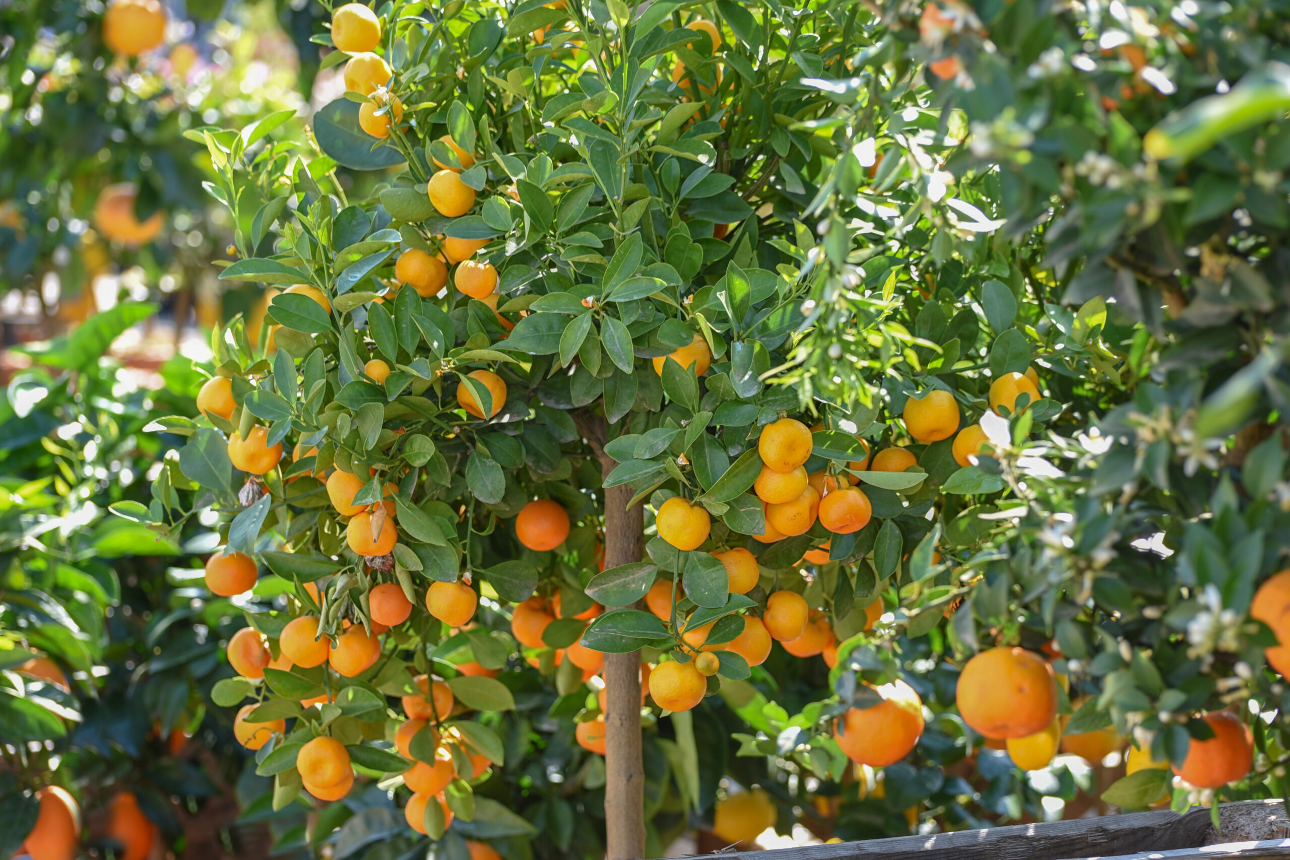 7 Easiest Fruit Trees To Grow Indoors (& Where To Put Them) Tree Journey