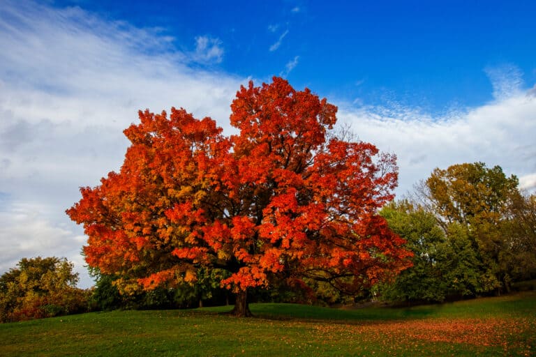 5 Best Places To Plant Sugar Maple Trees (And How To Do It) Tree Journey
