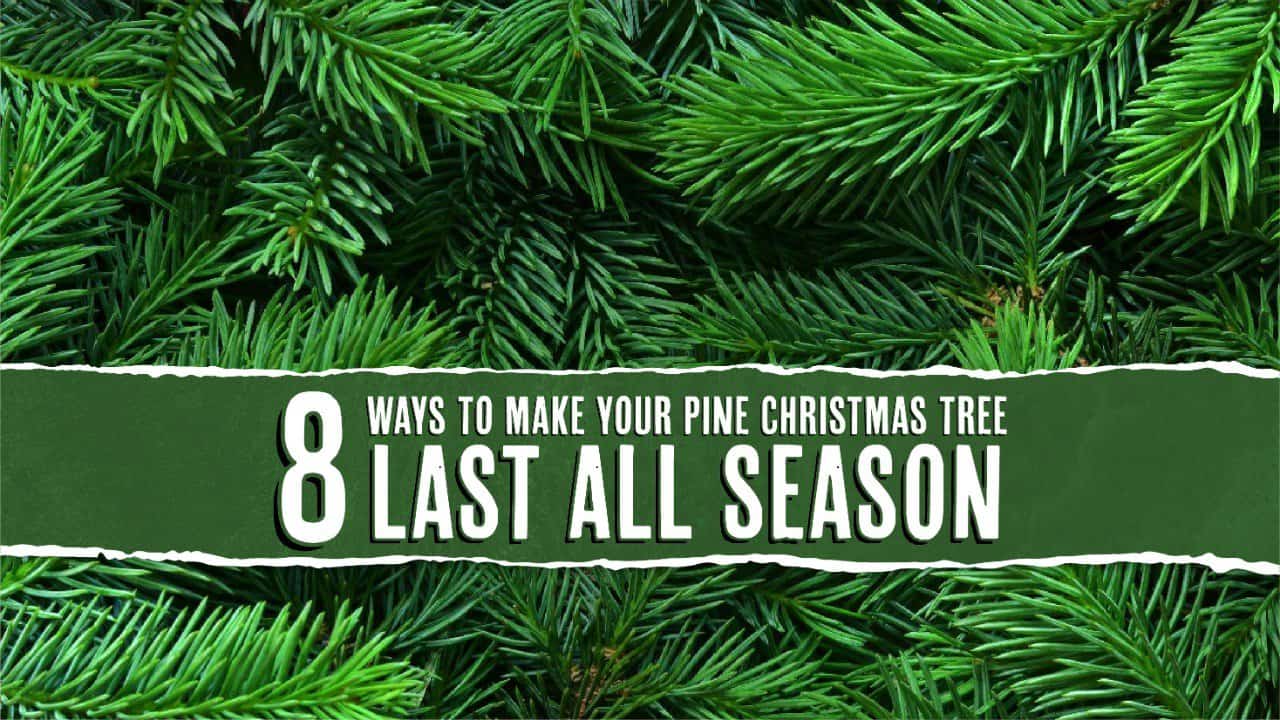 8 Ways To Make Your Pine Christmas Tree Last Longer Tree Journey