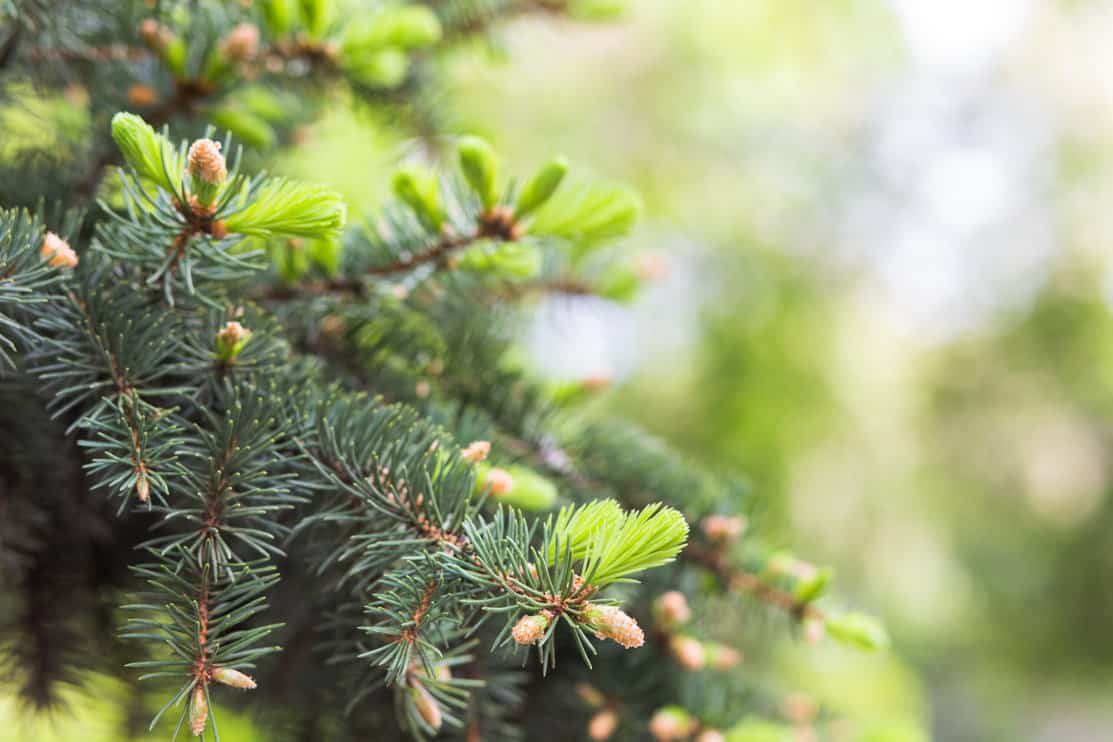 10 Fastest Growing Christmas Trees (How To Grow Your Own!) Tree Journey