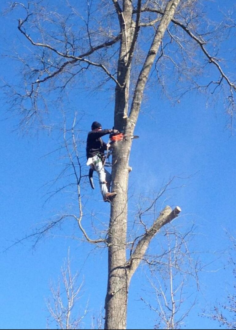 Tree Cutting Services in South Carolina Tree Love LLC.