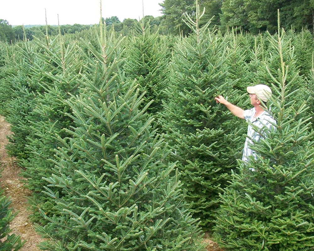 cta04 Hartikka Tree Farms
