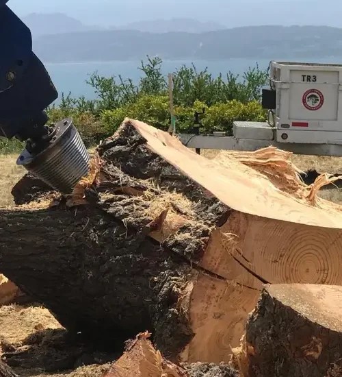 Stump Removal in Marin County Stump Grinding Free Estimate