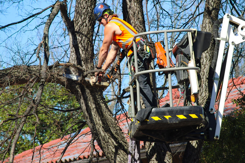 Tree trimming and removal Services Tree Masters