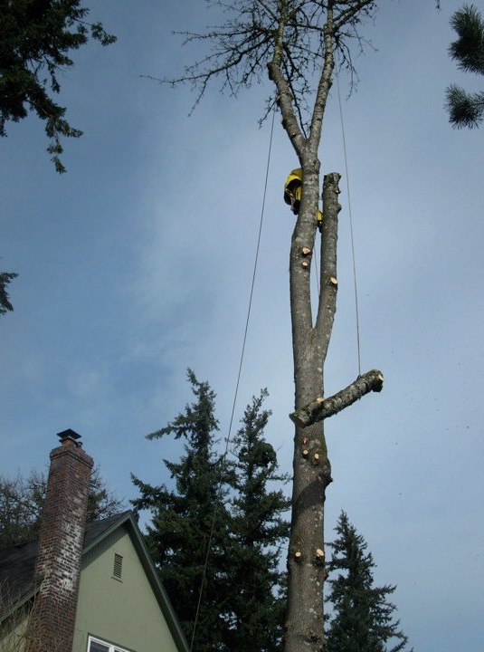 Tree Removal by Tree Masters Tree Service Portland, Oregon
