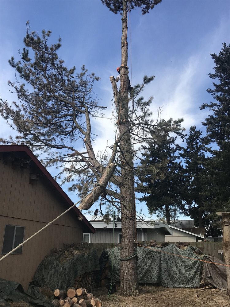 Tree Removal by Tree Masters Tree Service Portland, Oregon