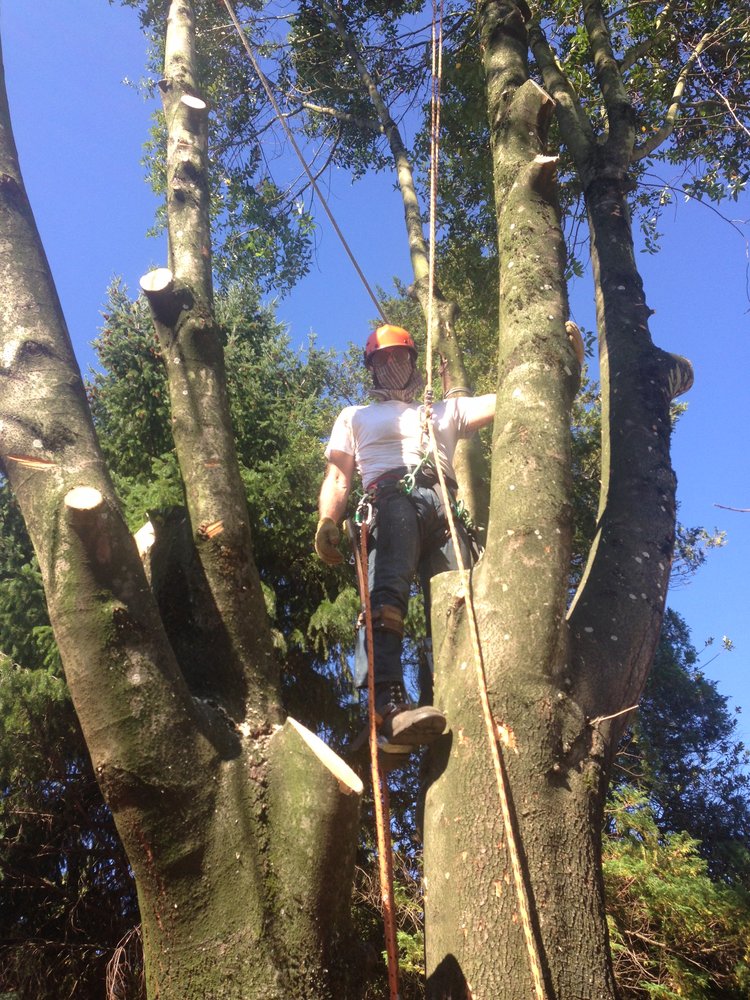 Tree Removal by Tree Masters Tree Service Portland, Oregon