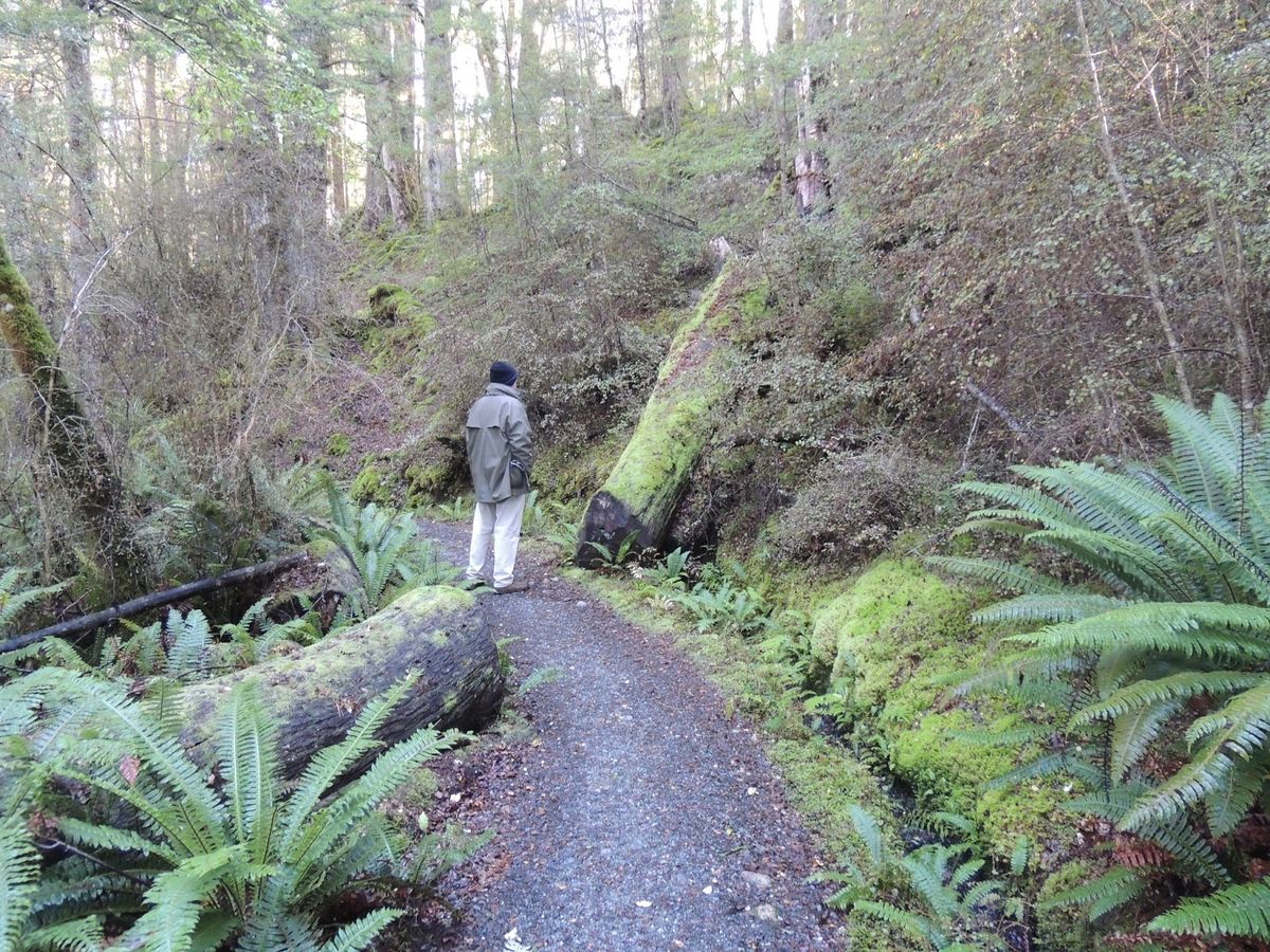 From Certification to Practice Launching Your Career as a Forest