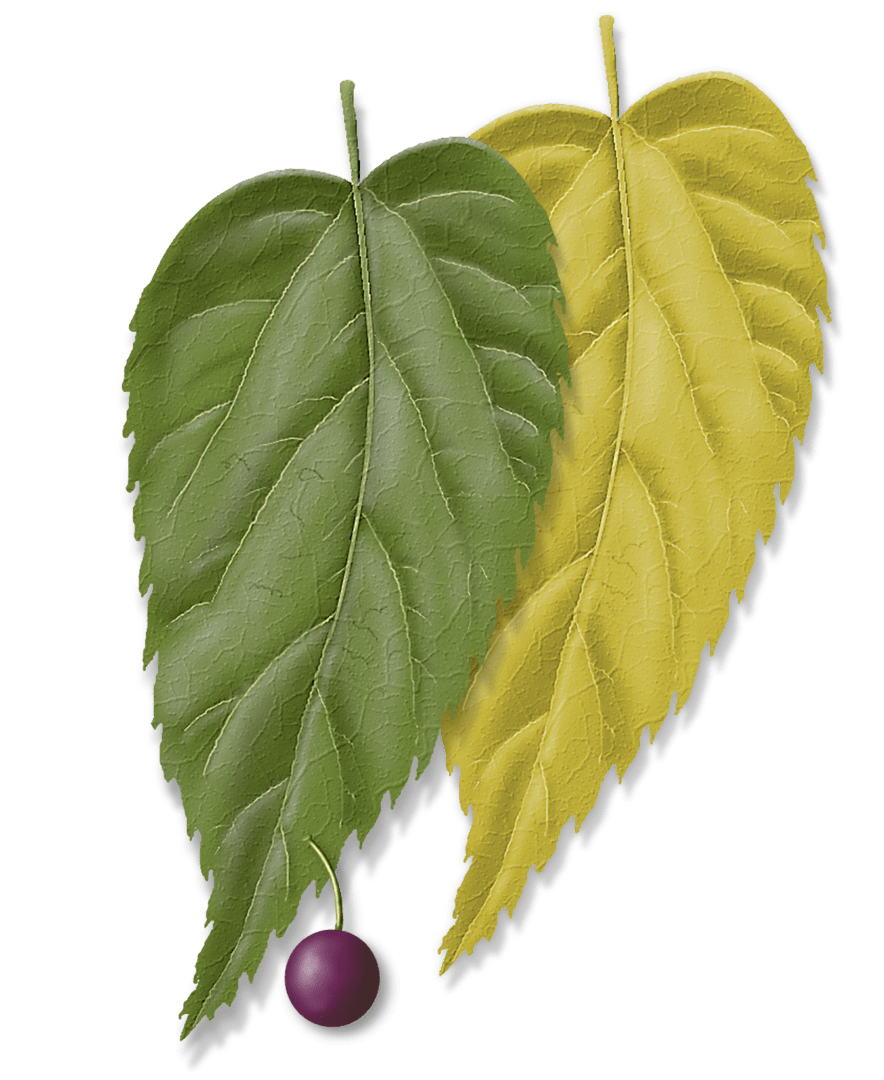 Common Hackberry Tree Montgomery