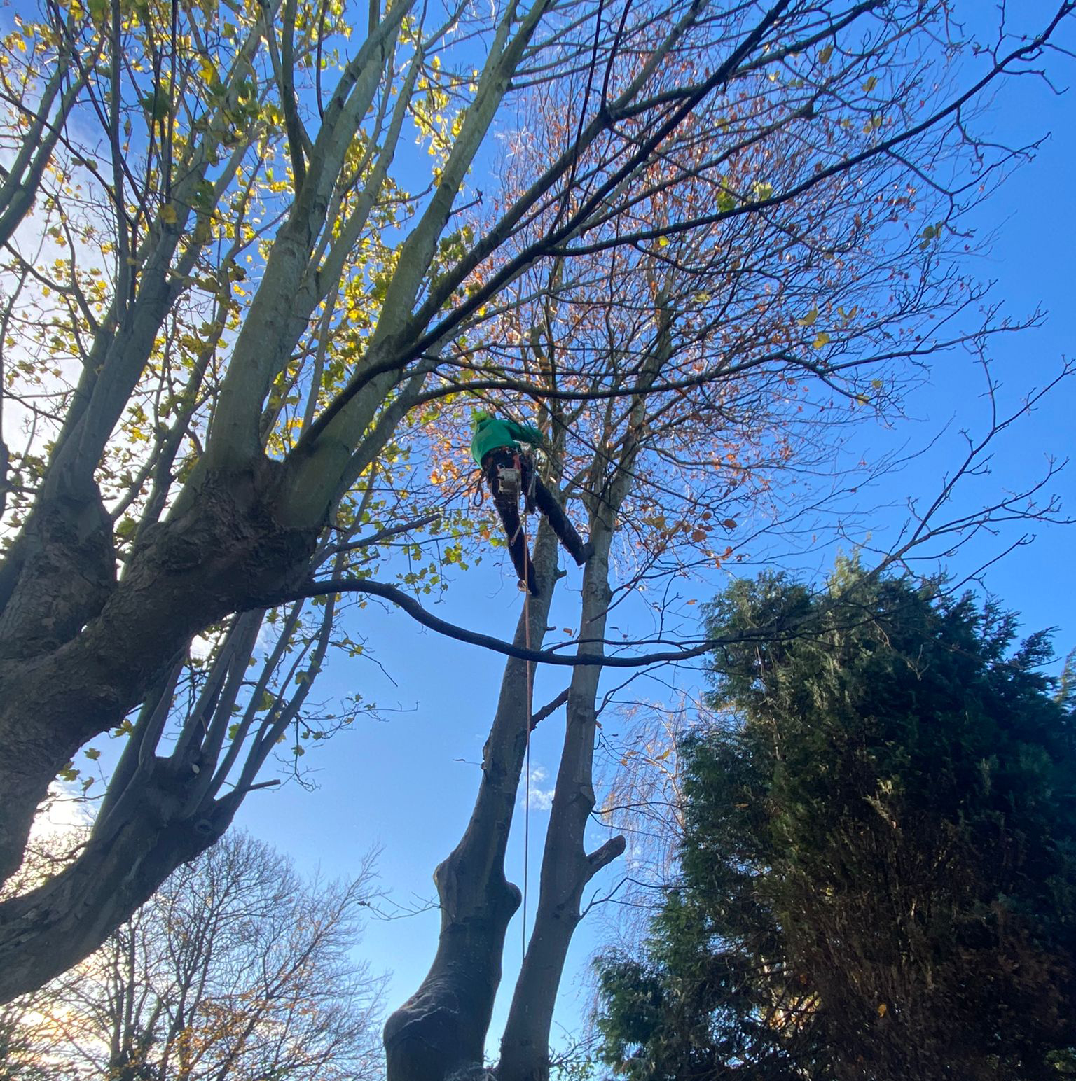 Gallery Tree Musketeers Lancashire Professional Arborists & Tree