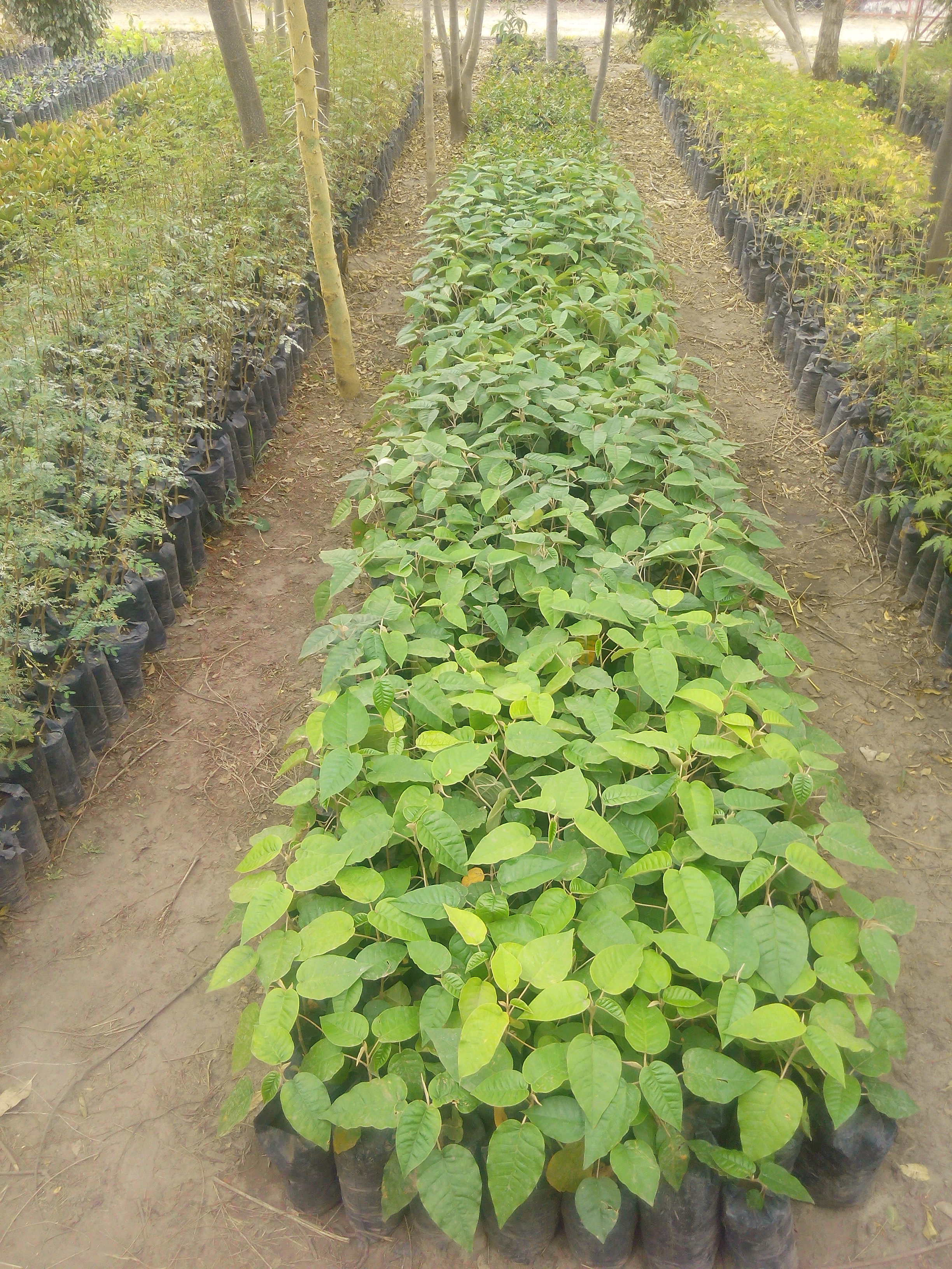 Kenyan Croton Tree applepirates