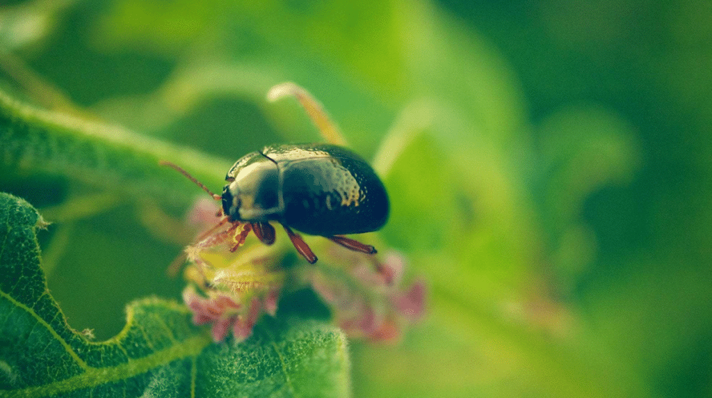 Common Tree Insects Tree and Shrub Damaging Insects