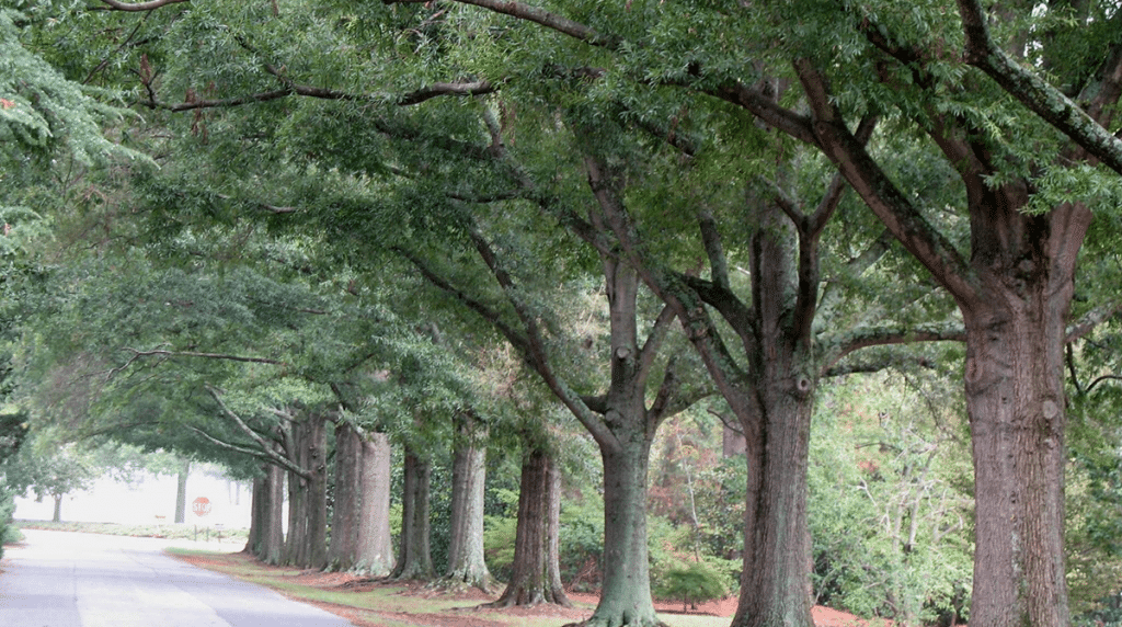 How to care for a Willow Oak Tree Willow Oak Tree Tips