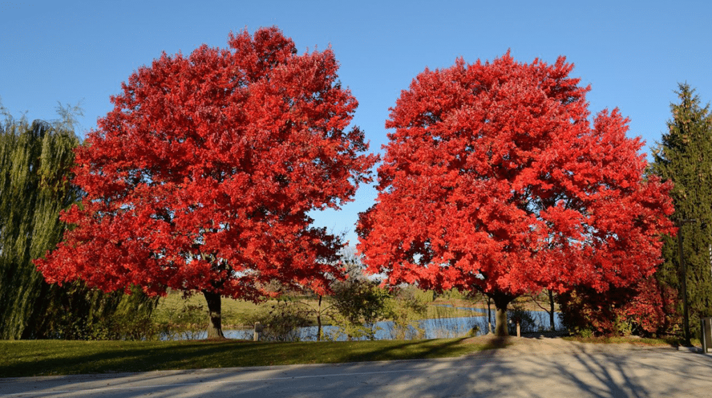 How to save a dying Chinese Pistache Tree TreeNewal