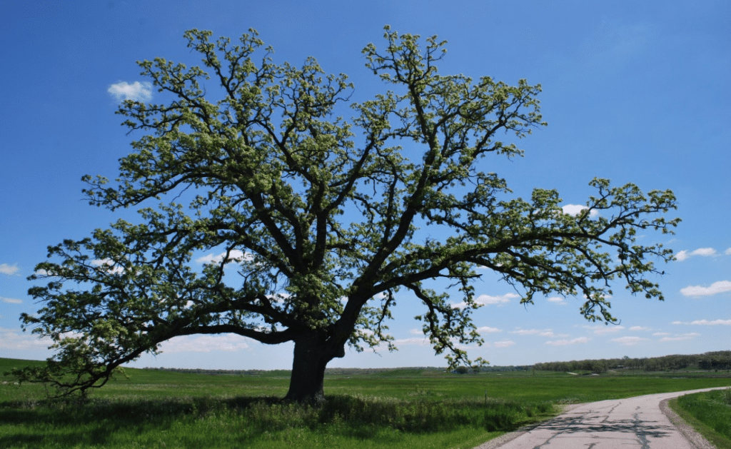 Rapid Decline of Post Oaks in North Texas Treenewal