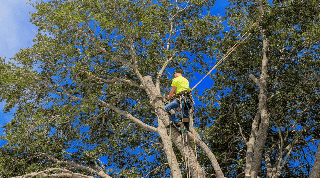 When Is the Best Time of Year to Prune My Live Oaks? Treenewal