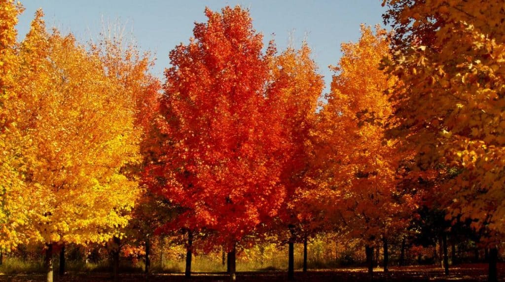 How to Properly Care for Maple Trees in North Texas Treenewal