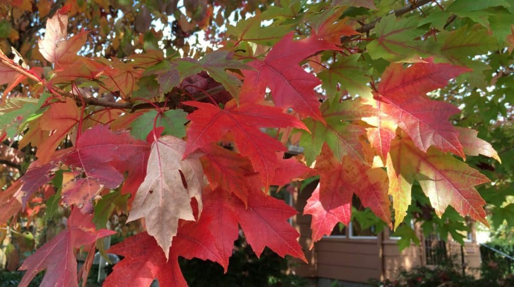 Everything You Need to Know About the October Glory Maple Tree Treenewal