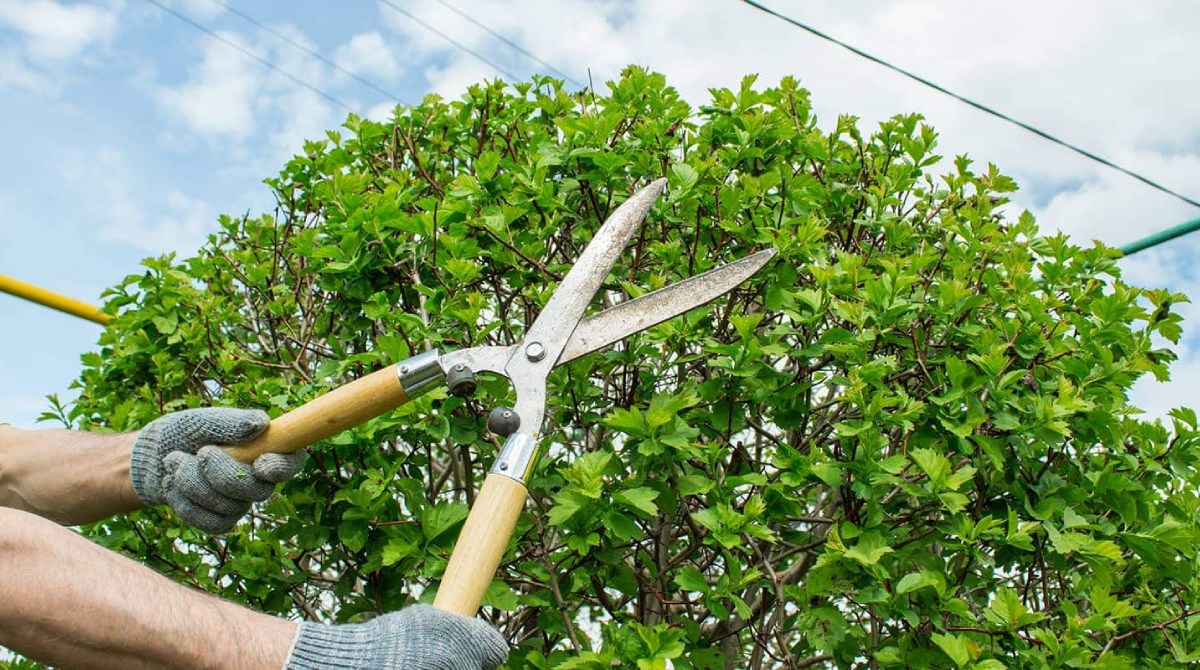 What's the Difference Between Tree Pruning and Tree Trimming?
