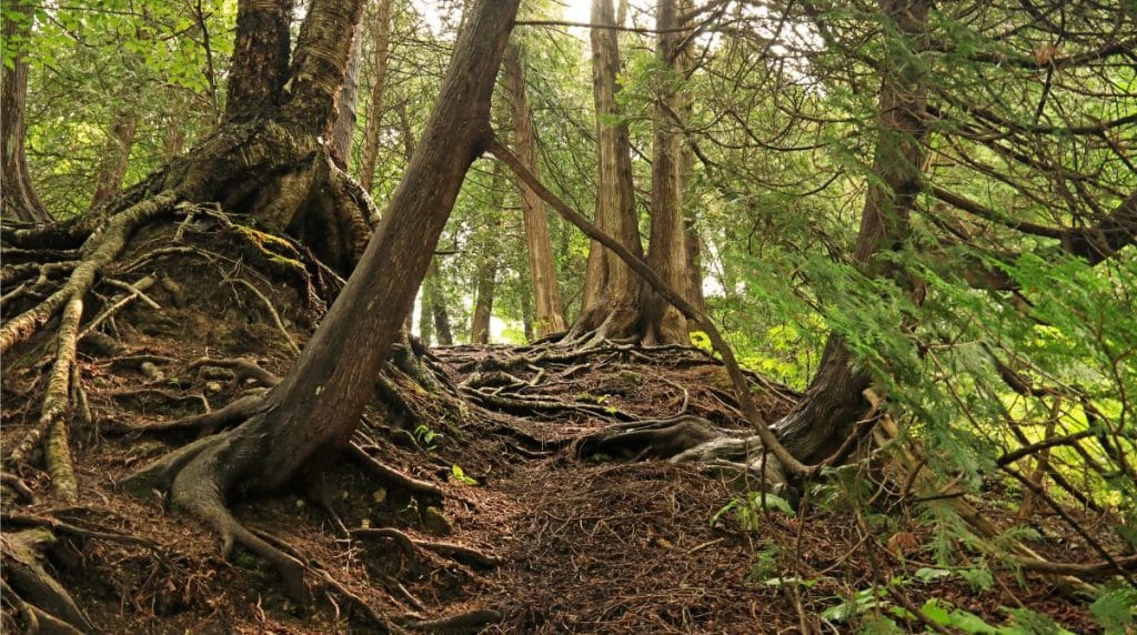 What Happens to Tree Roots When a Tree is Cut Down? TreeNewal