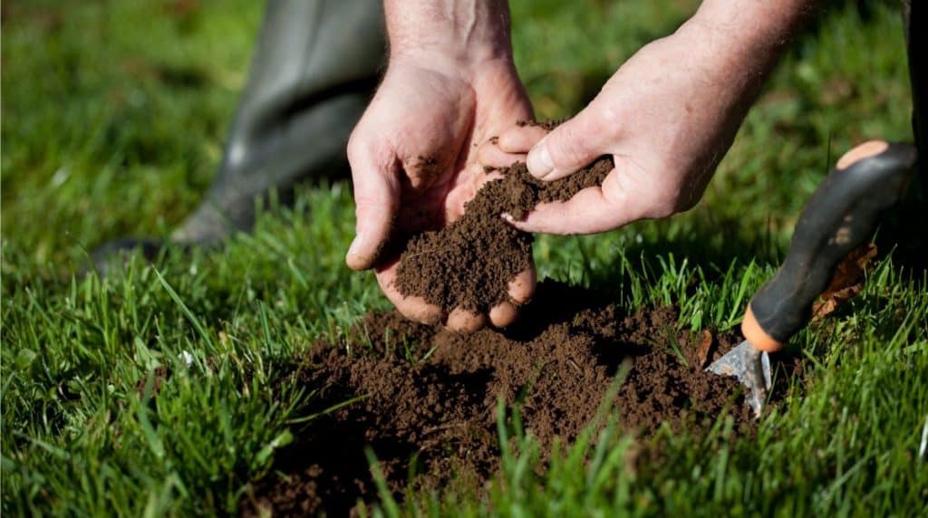 Tree Fertilization Service in Dallas, TX Treenewal