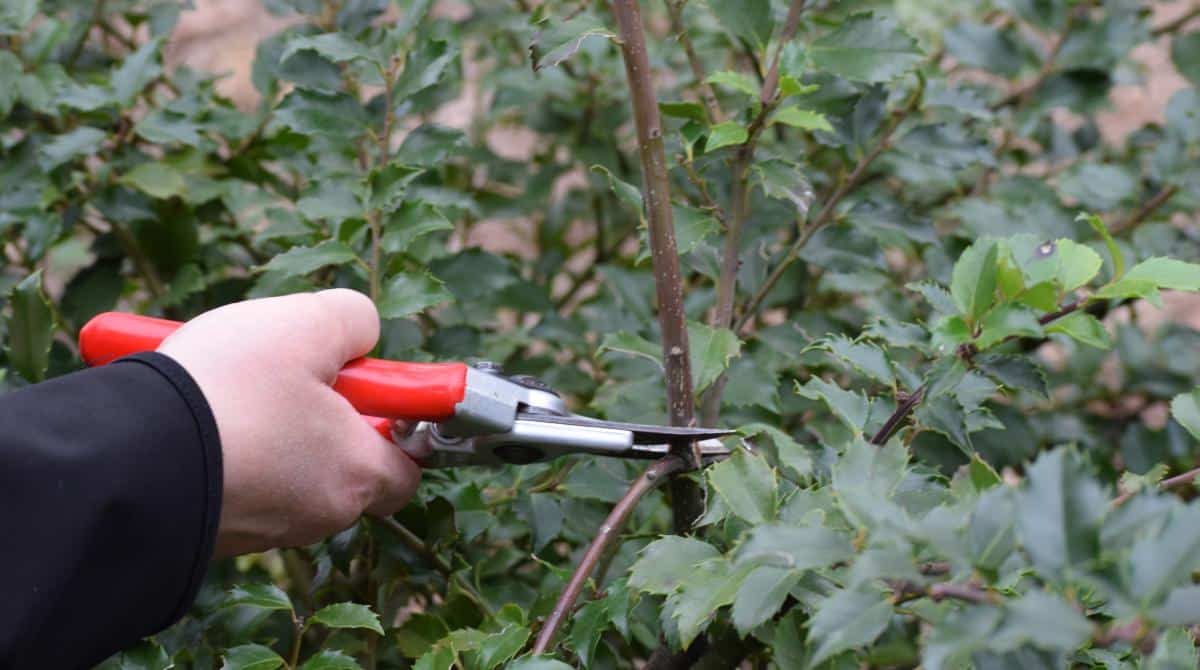 5 Tree Pruning Methods to Keep Your Yard Looking Great TreeNewal