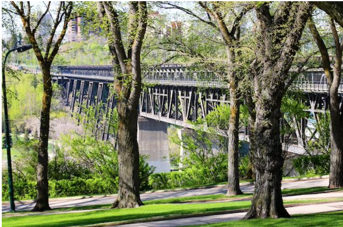 Common Edmonton Tree Protection Plan Questions Tree Ninja