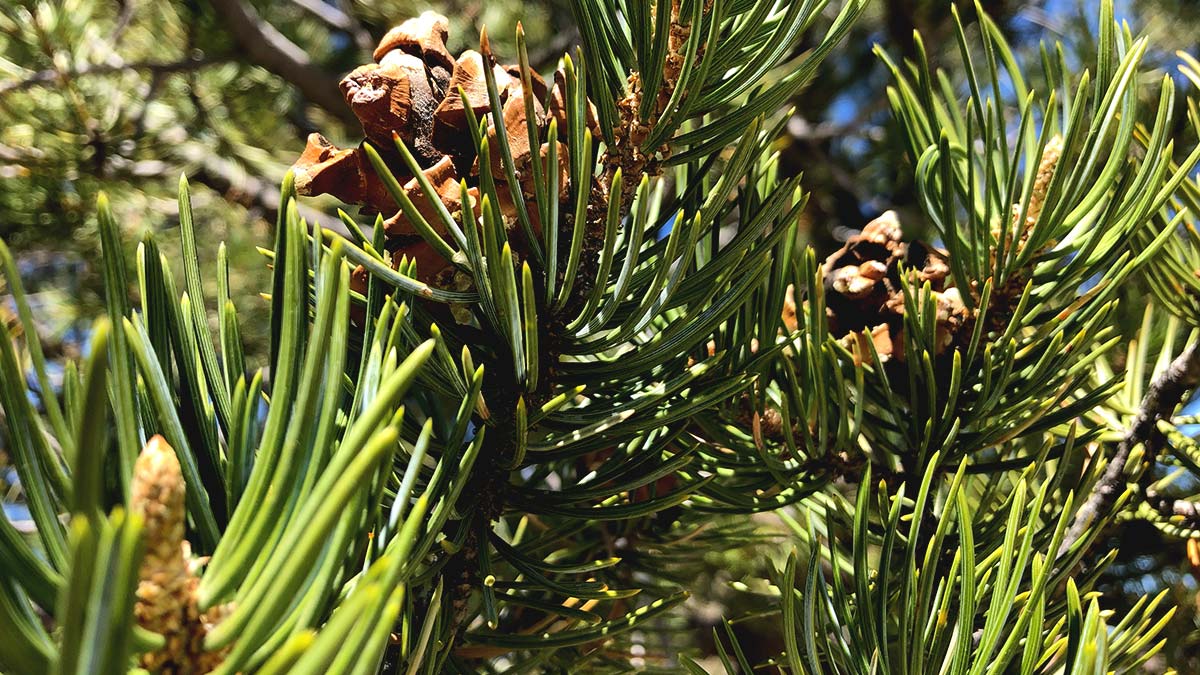 Piñon Level Tree New Mexico