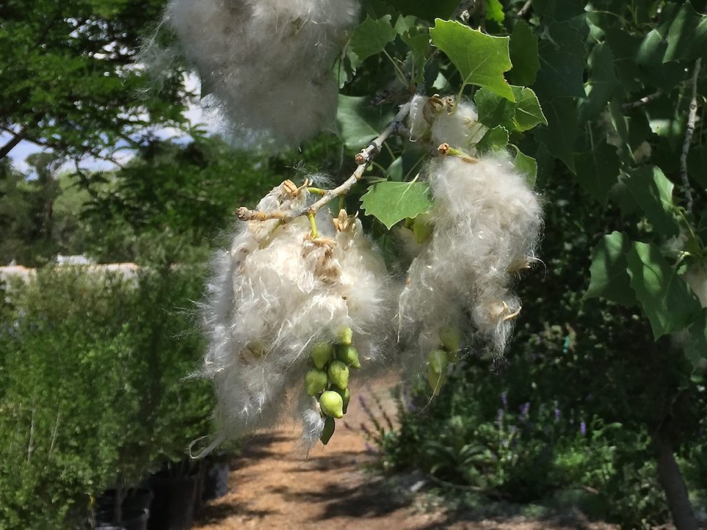 Rio Grande Cottonwood