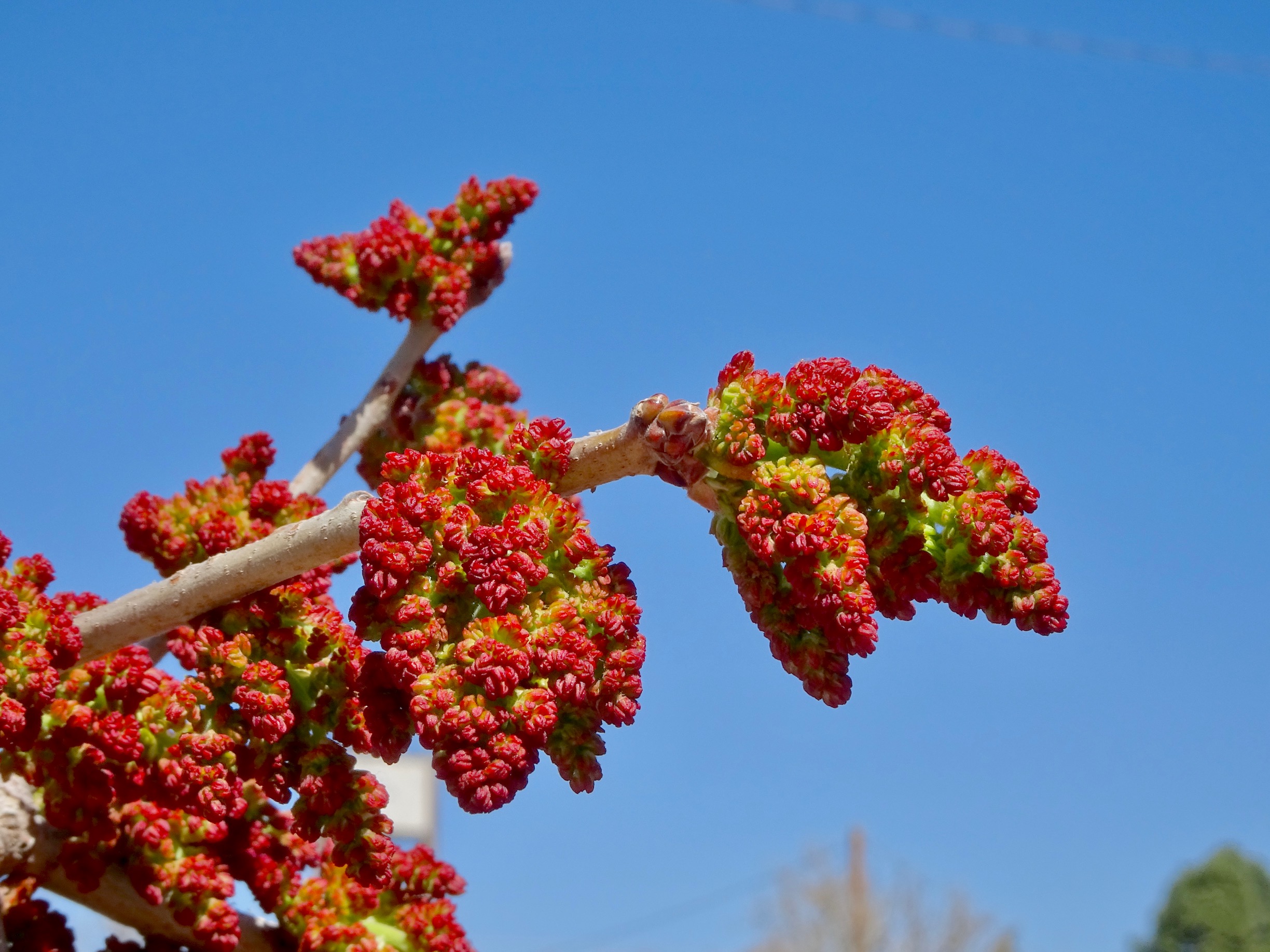 Pistachio Tree Flower