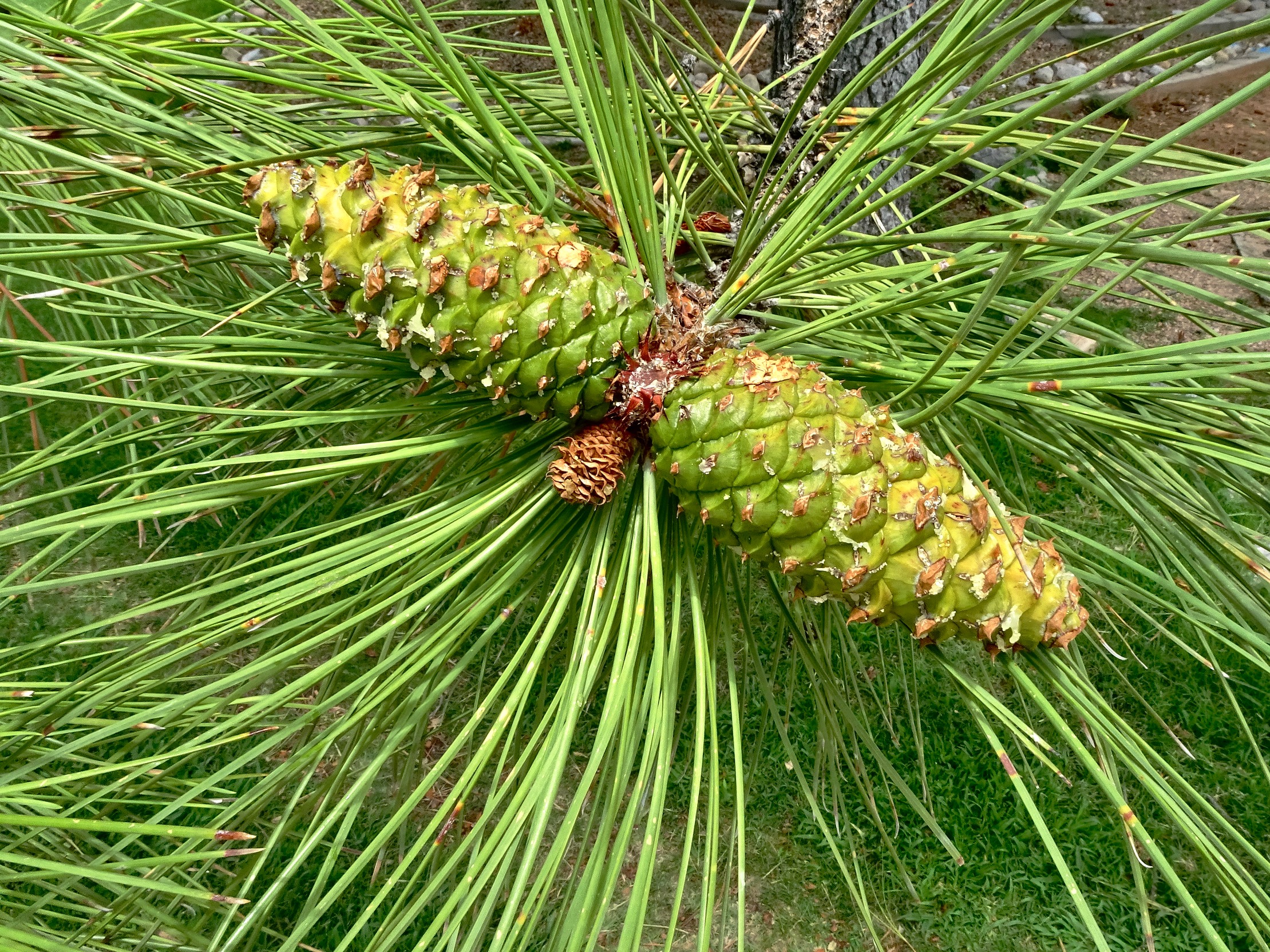 Ponderosa Pine