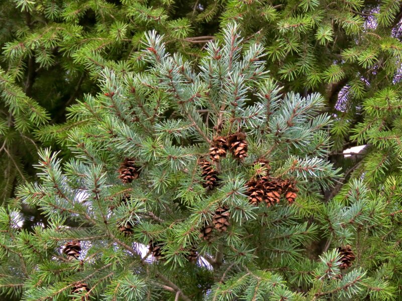 Douglas fir