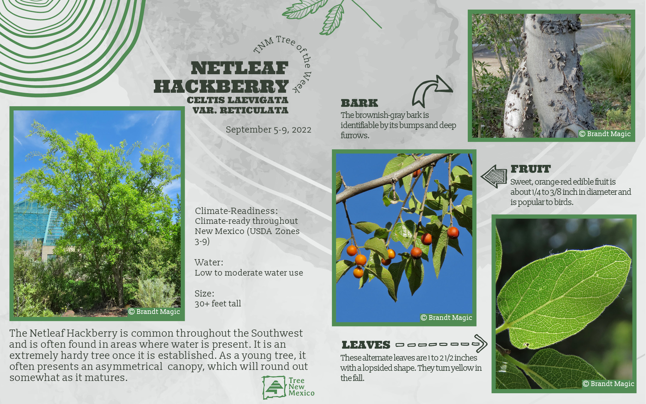 Netleaf Hackberry