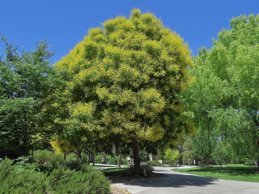 Golden Rain June 2023 Tree of the Month