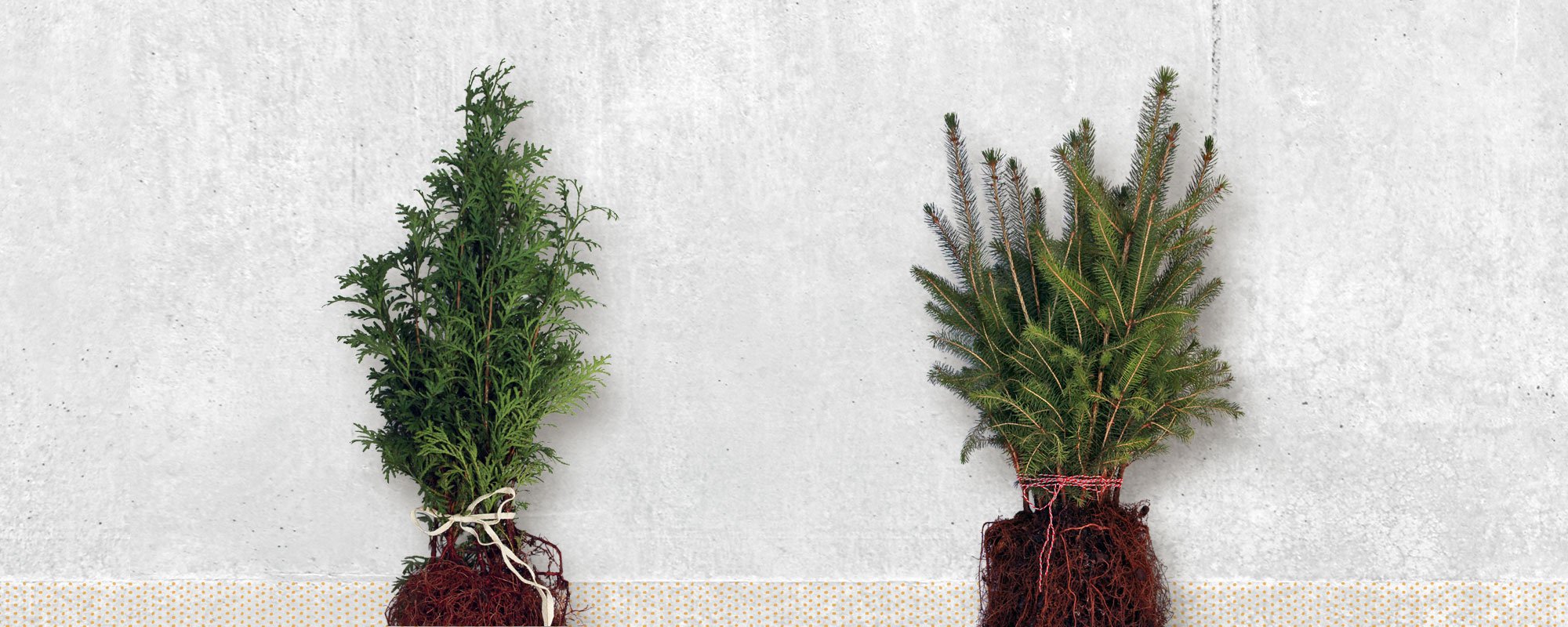 Tree Pittsburgh Heritage Nursery Create a Healthy Urban Forest